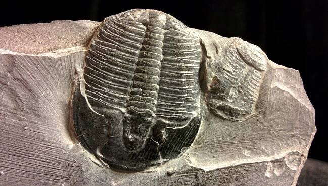 Trilobit2