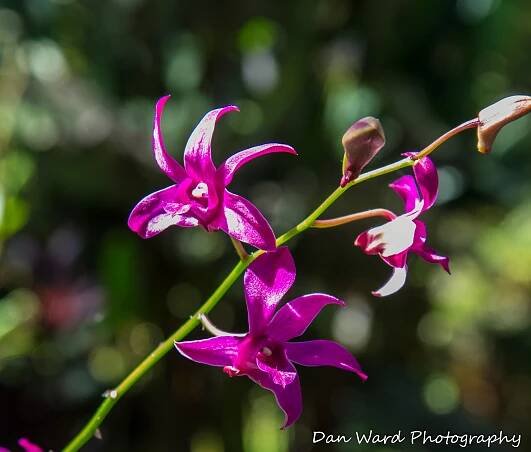 Big Island Hawaii Flowers & More… – BB Photography Studio