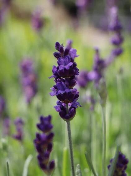 Lavandula angustifolia 'Hidcote Blue' Levandule lékařská 'Hidcote Blue' Nelen pro zelen detail květu