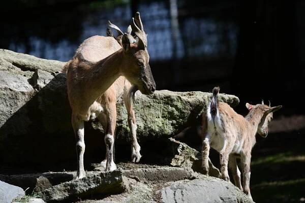 8 MLÁĎAT VZÁCNÝCH KOZ ŠROUBOROHÝCH | Zoo Olomouc - Svatý Kopeček