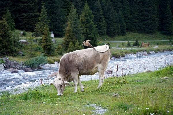 Lucky cow – Photo Jennel - Outdoor Photography