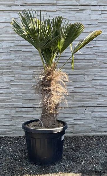 Trachycarpus wagnerianus, cca 100 cm 