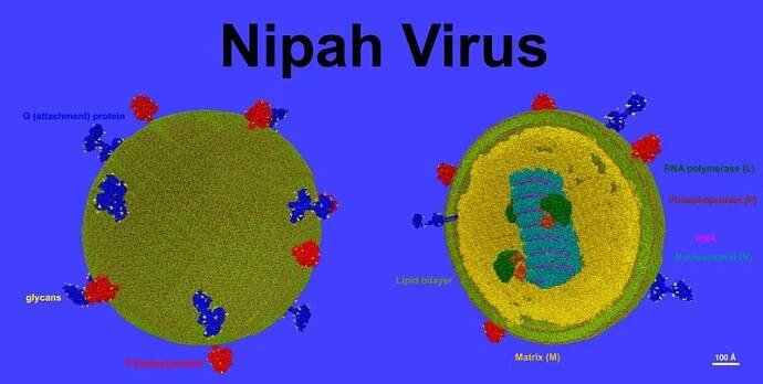 Nipah virus - Wikipedia