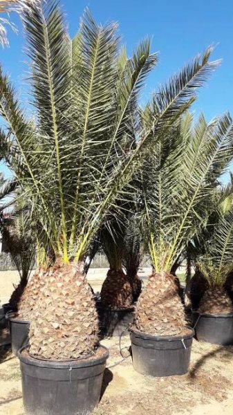 Phoenix canariensis, výška 220/230cm, kmen cca 30cm