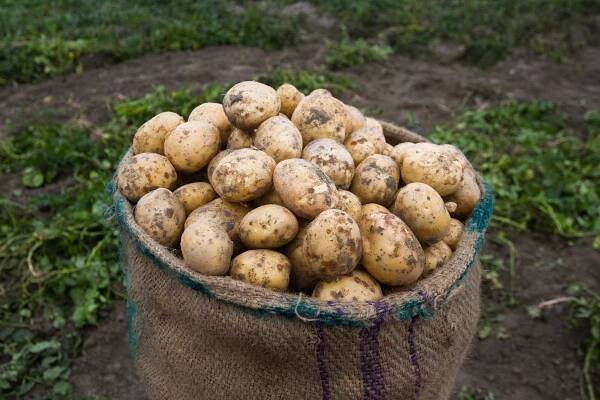 sack of potatoes outside