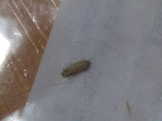 Identifikace brouka