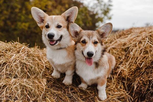 Velšský Corgi Pembroke (43 fotografií): popis a standard plemene, povaha štěňátek. Barvy, klady a zápory plemene. Recenze
