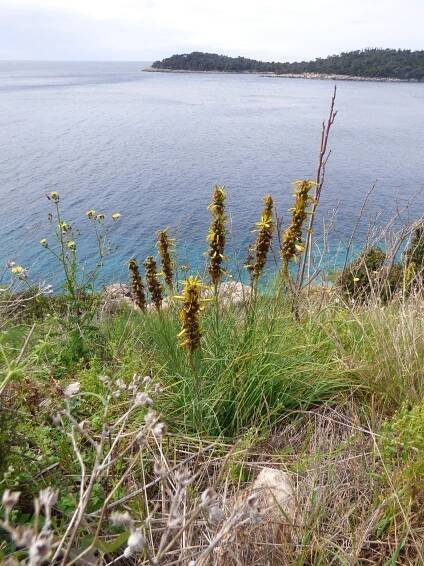 Asphodeline | Zoo Plzeň