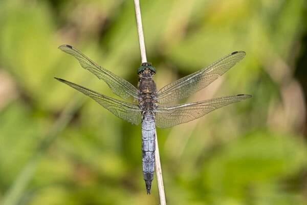 vážka černořitná - Orthetrum cancellatum