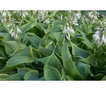 Bohyška 'Alvatine Taylor' - Hosta 'Alvatine Taylor' Kontejner o objemu 3 litry