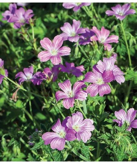 Geranium x oxonianum ROSE CLAIR - kakost - Lukon Glads s.r.o.