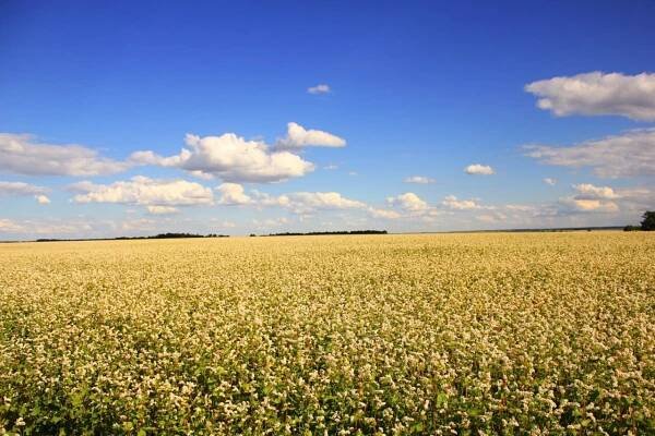 Много гречихи в поле - красивые картинки и обои на рабочий стол