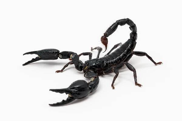 Výstava v ZOO Praha představuje největší i nejmenší štíry světa – Cysnews