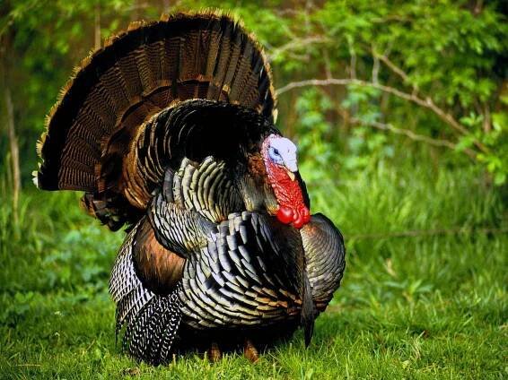 Download A Turkey Standing In The Grass