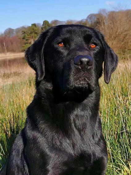 FTCH Corrib Darcy | Corrib Gun Dogs