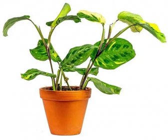 Pokojová rostlina Marantha leuconeura Kerchoveana variegata, průměr 12 cm
