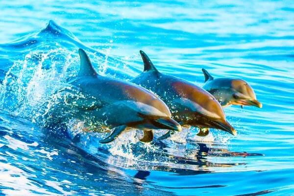 Dolphins use baby talk to communicate with their young, similar to how humans talk to their kids