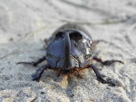 Oryctes nasicornis kuntzeni