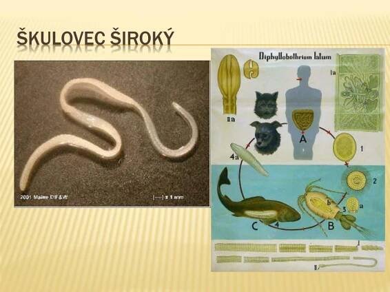 PPT - Ploštěnci ( plathelminthes ) PowerPoint Presentation, free ...