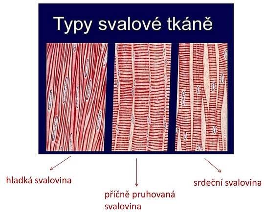 PPT - SVALOVÁ SOUSTAVA PowerPoint Presentation, free download - ID:6029877