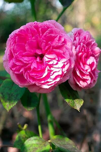 Gertrude Jekyll Rose, aka the English Rose, adds a nice pop of pink to your southeast facing garden