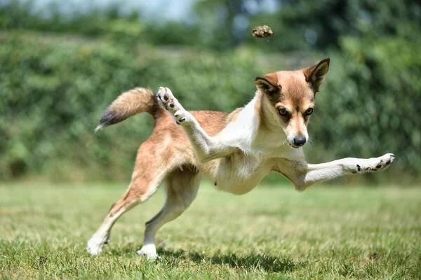 Šest prstů na tlapě, zavíratelné uši. Norský lundehund je kuriozita mezi psy