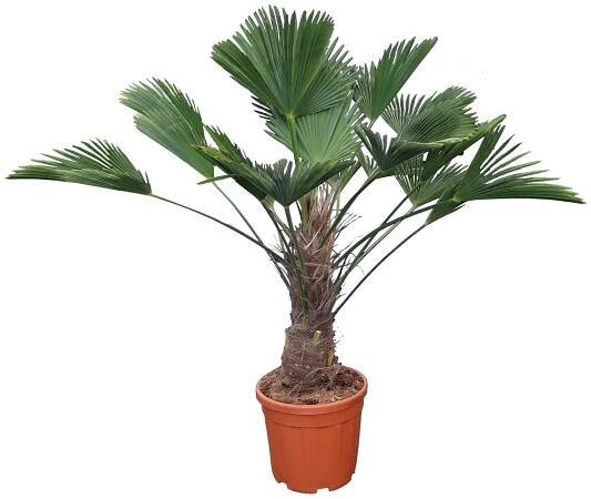 Piardino Konopná palma Trachycarpus fortunei; velikost květináče: 55 cm