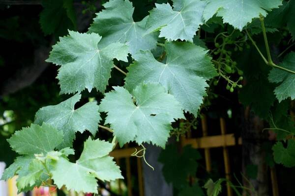 Vitis vinifera (Introduced) – eFlora of India