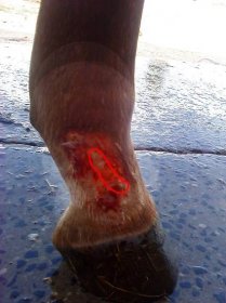 Sebepoškozující se kůň | Equichannel