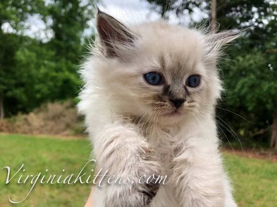 Kittens sold 2020 – VirginiaKittens