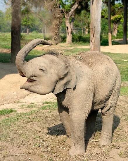 What Are Elephant Trunks Used For?