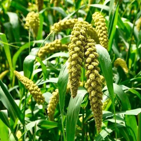Green Millet - Main Wholesale Florist
