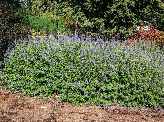 Blue Mist Spirea For Landscaping