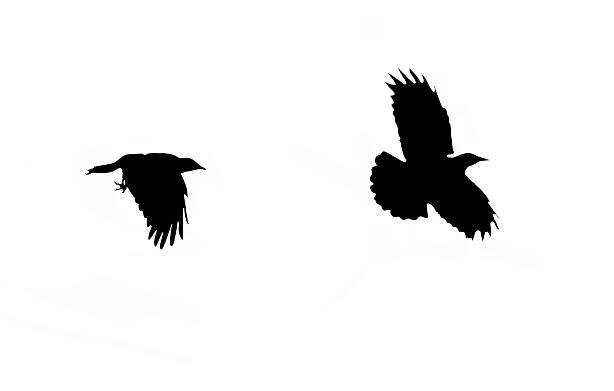 Bird Series #44R - The Journey ©2021 L. Aviva Diamond