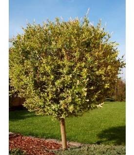 Salix integra ´Hakuro Nishiki´ - NA KMÍNKU 100 cm  Vrba japonská ´Hakuro Nishiki´ NA KMÍNKU 100 cm  (roubovaný kultivar)