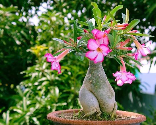 Adenium 1