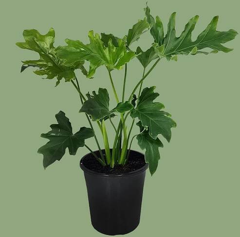 The Houseplant Experience - Moscarillo's Garden Shoppe