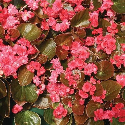 Begonia semperflorens Doublet® Red
