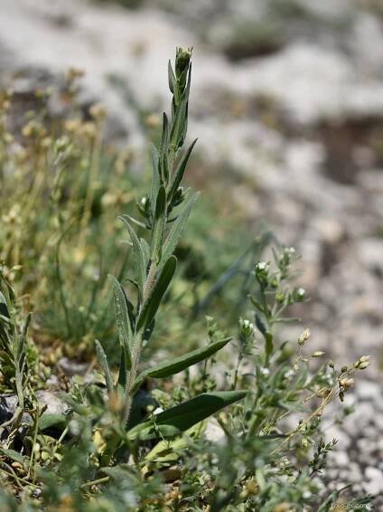 Lnička drobnoplodá (Camelina microcarpa)