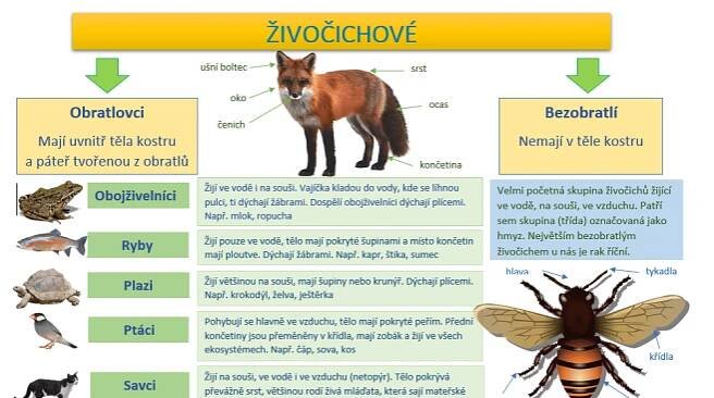 Základní dělení živočichů – Úkolníček