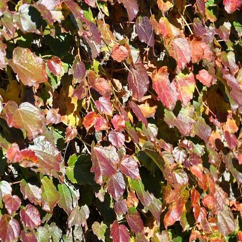 Ivy, Feltre, Veneto, Italy