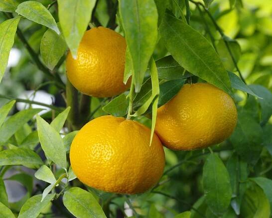 Citrus deliciosa "PATERNO" ( Ten. ) - Citrumelo