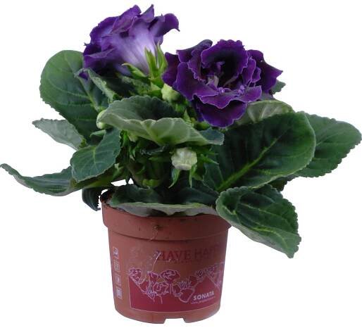 GROW by OBI Gloxínie Sinningia sonata mix průměr květináče cca 12 cm