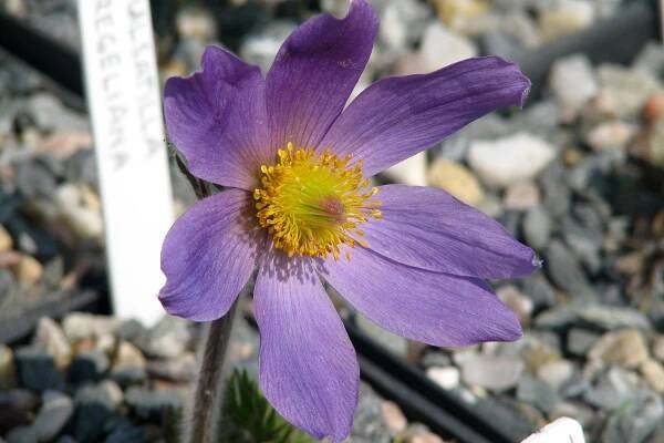 Pulsatilla ambigua (Turcz. ex Hayek) Zämelis & Paegle