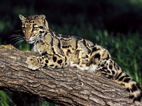 Leopard Pebble Asie zvířata