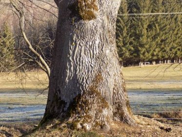 Soubor:Vatětický jasan - pata stromu.jpg