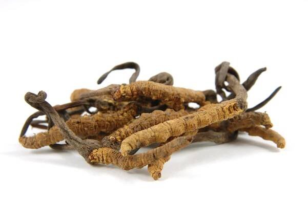 Superionherbs Cordyceps Extrakt 90 cps.