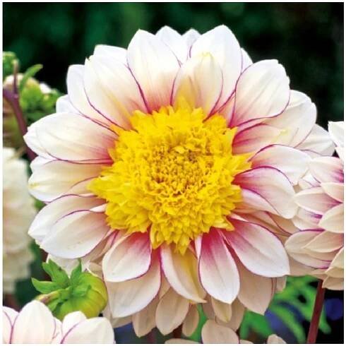 Jiřinka Polka - Dahlia - hlízy jiřinky - 1 ks