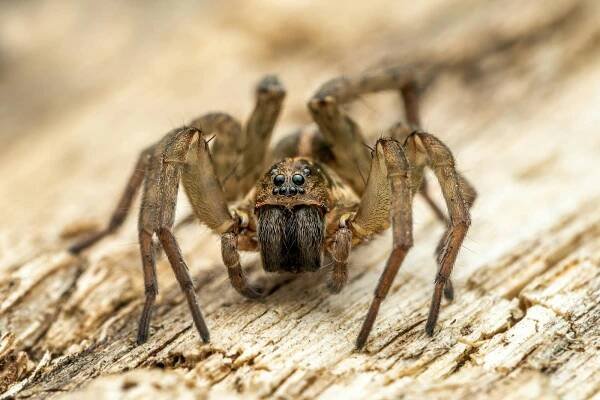 bezplatná Základová fotografie zdarma na téma anatomie pavoukovců, arachnofobie, bezobratlí Základová fotografie