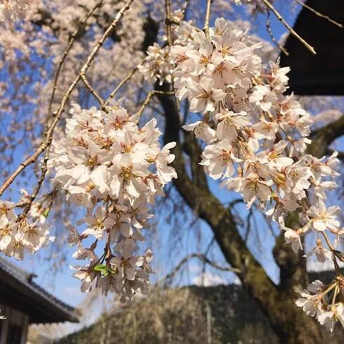 sakura